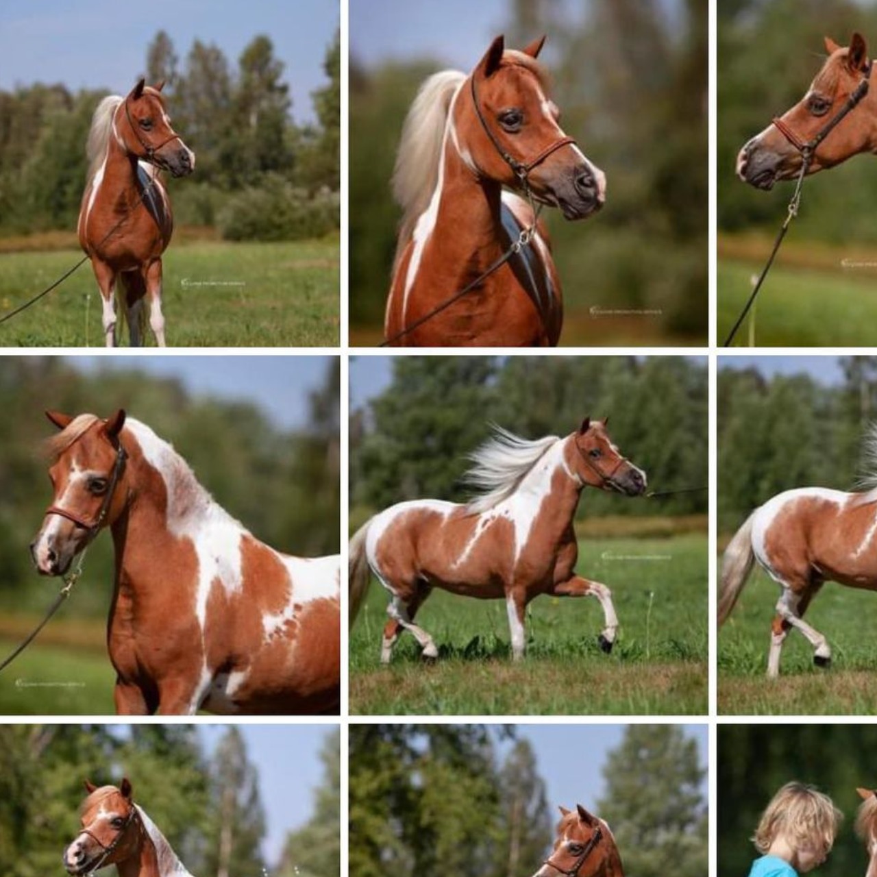 Image de l'annonce cheval jument miniature amha