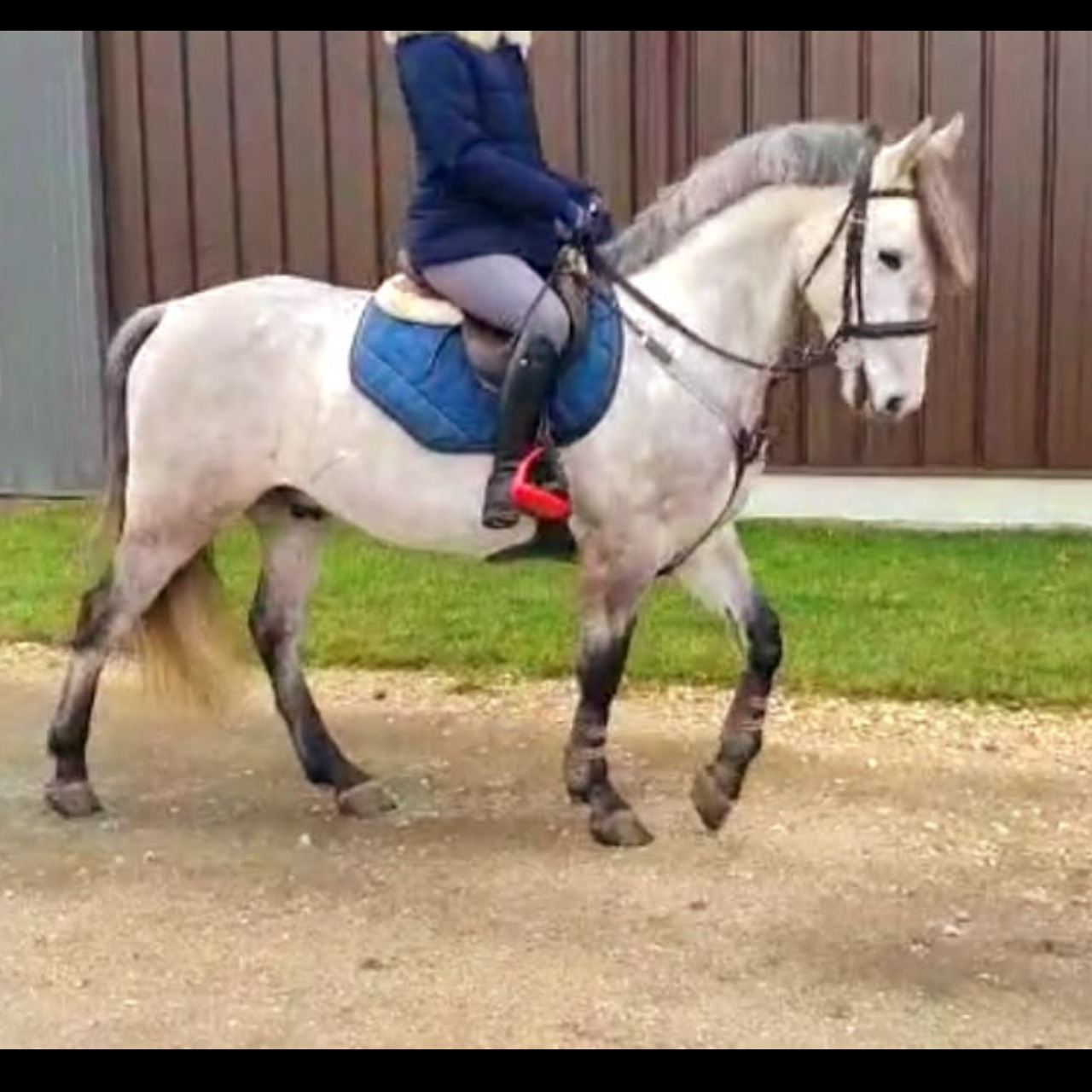 Image de l'annonce [SUPER PONEY D]