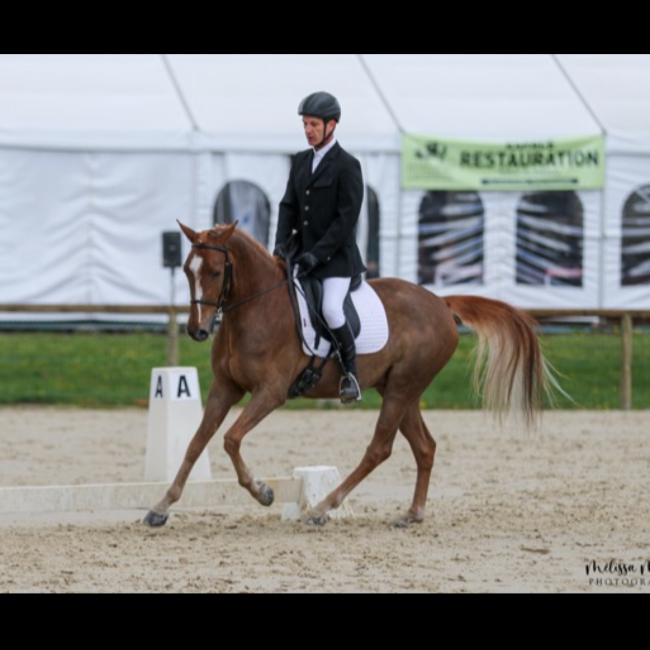 Image de l'annonce Poney PFS dressage origine 100% DRP