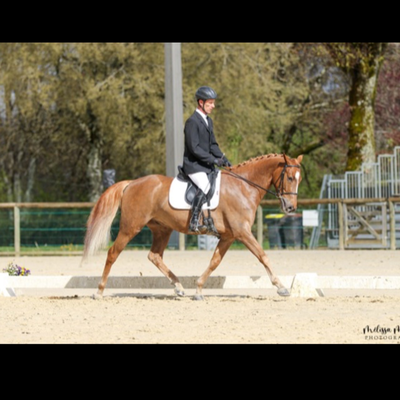 Image de l'annonce Poney PFS dressage origine 100% DRP
