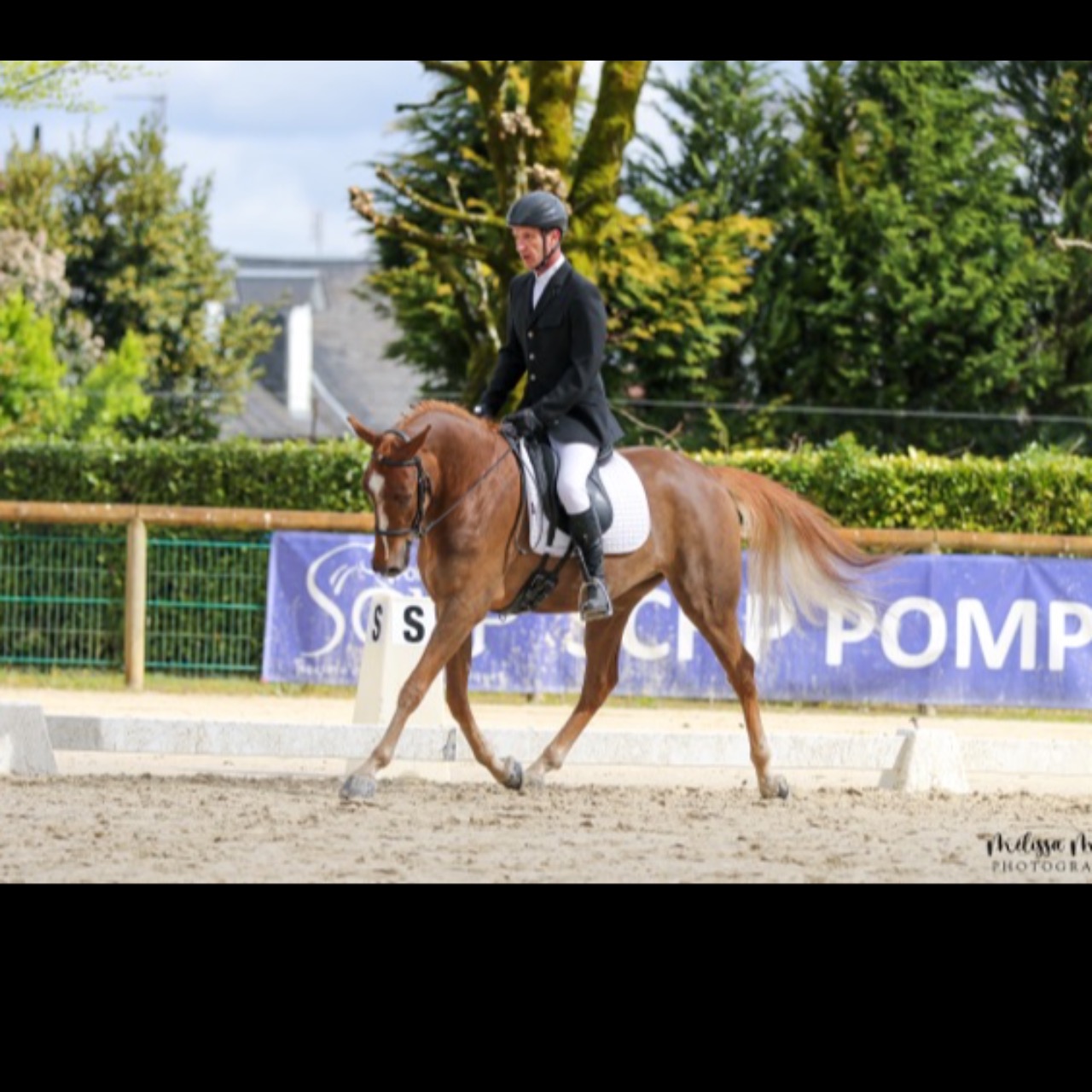 Image de l'annonce Poney PFS dressage origine 100% DRP