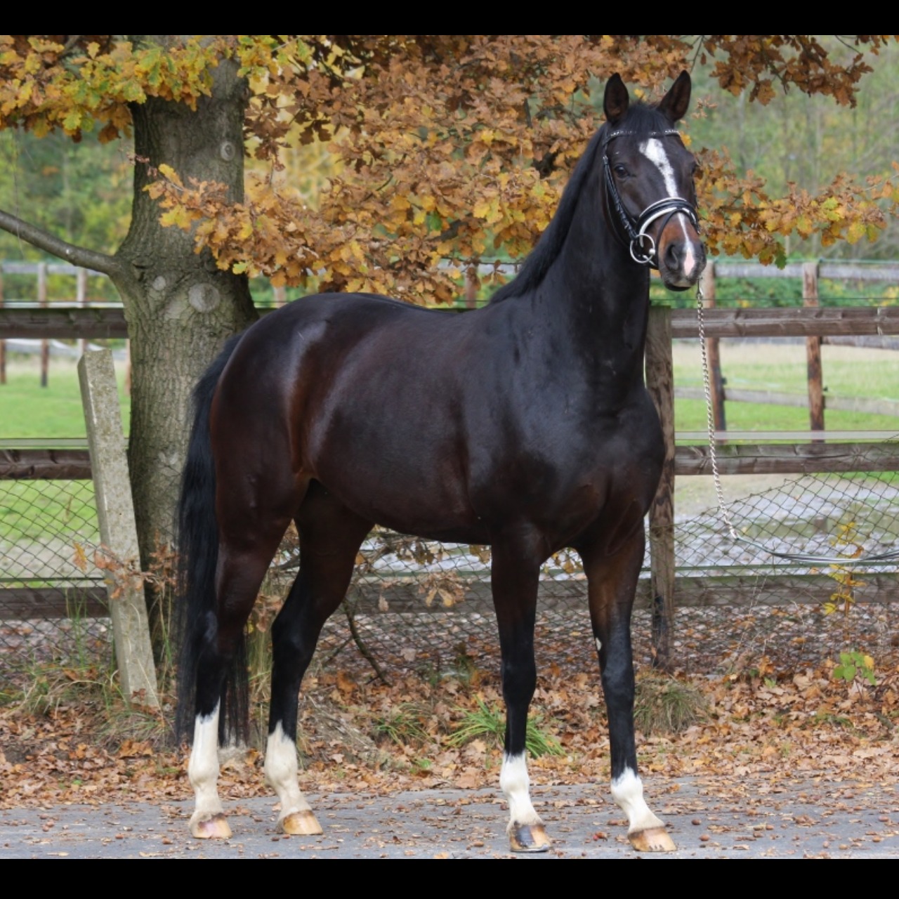 Image de l'annonce Broodmare for dressage and jumping in foal for 2023