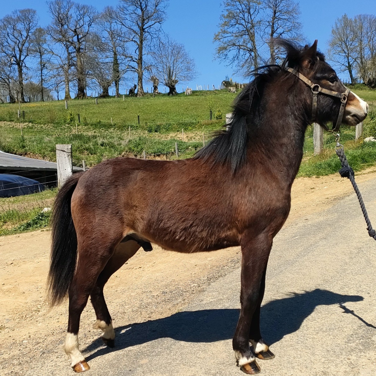 Image de l'annonce Poulain welsh part bred