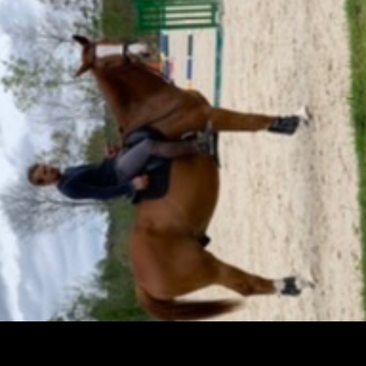 Image de l'annonce Cheval 16ans pour faire amateur 1 