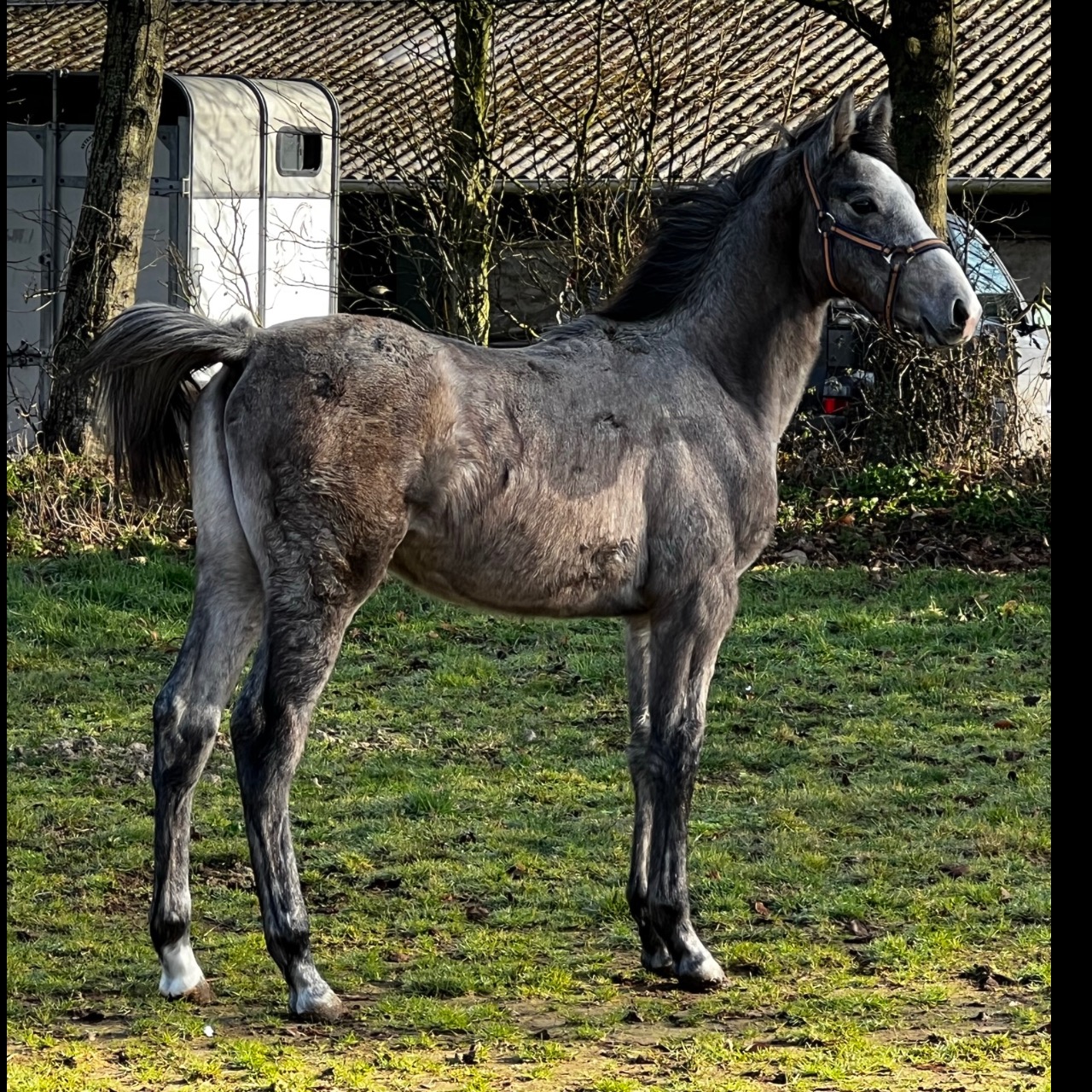 Image de l'annonce Adorable poulain de 1 an 