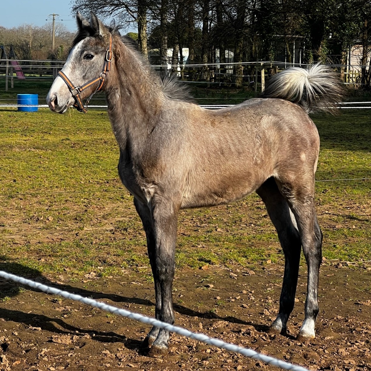 Image de l'annonce Adorable poulain de 1 an 