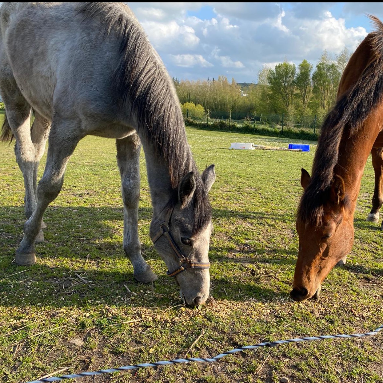 Image de l'annonce Adorable poulain de 1 an 