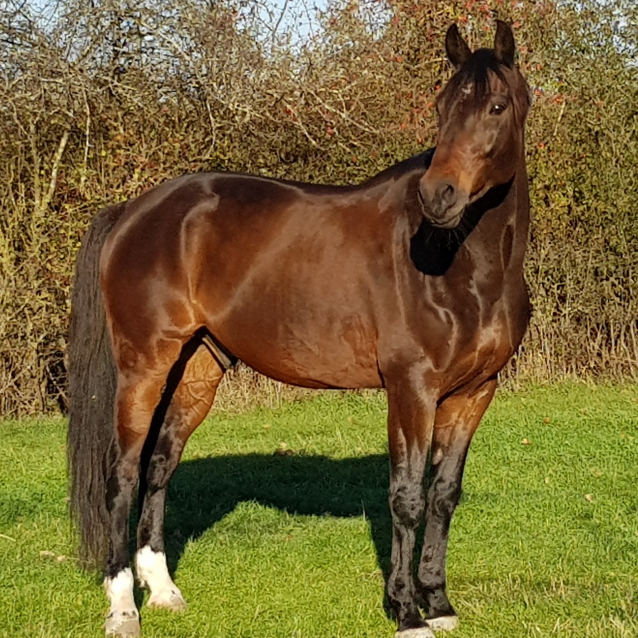Image de l'annonce Cheval de dressage KWPN de 11 ans
