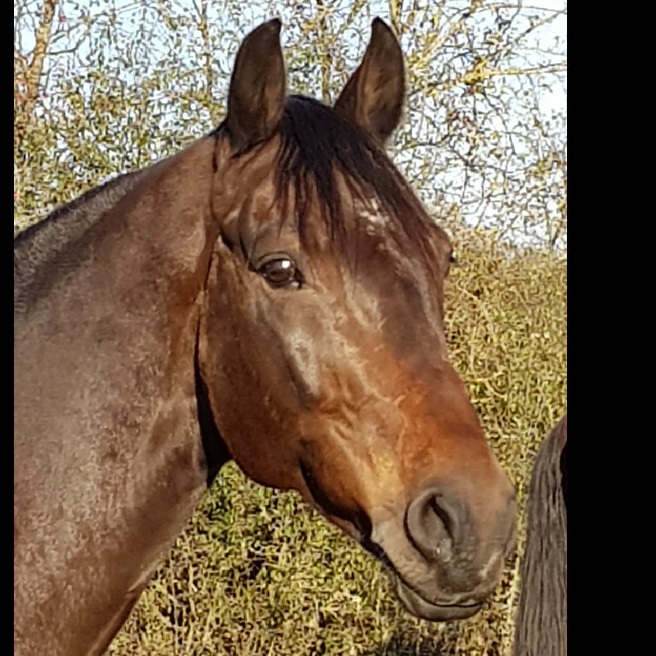 Image de l'annonce Cheval de dressage KWPN de 11 ans
