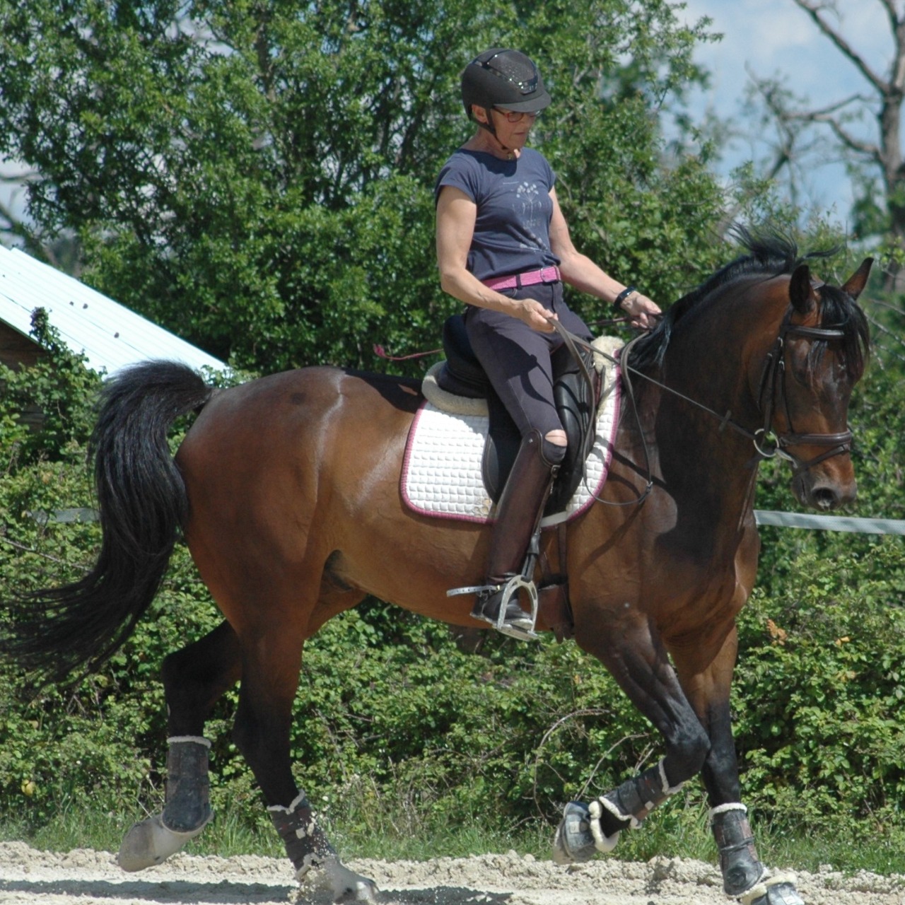 Image de l'annonce Cheval de dressage KWPN de 11 ans