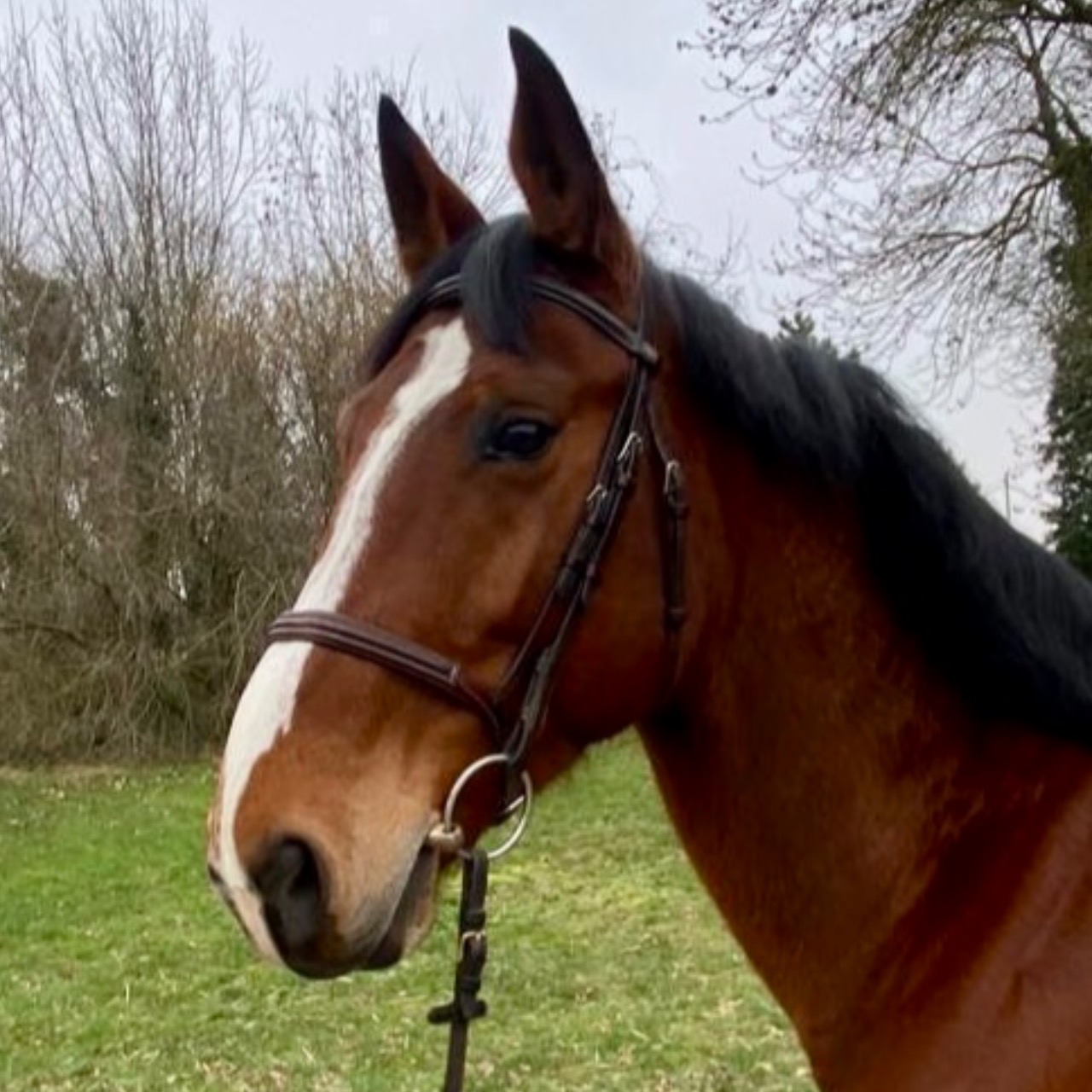 Image de l'annonce Super cheval pour passage club / amateur