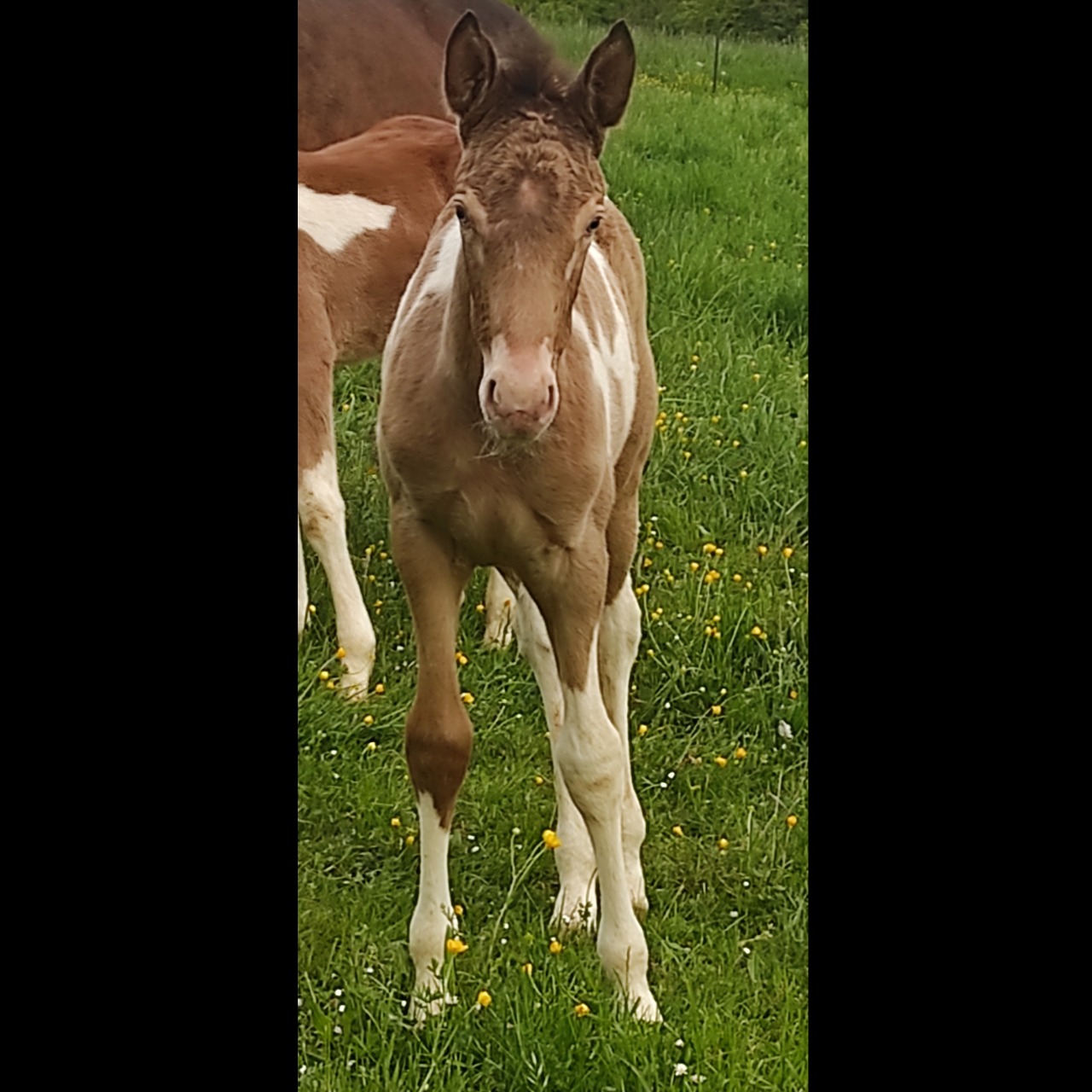 Image de l'annonce Poulain champagne tobiano pp 