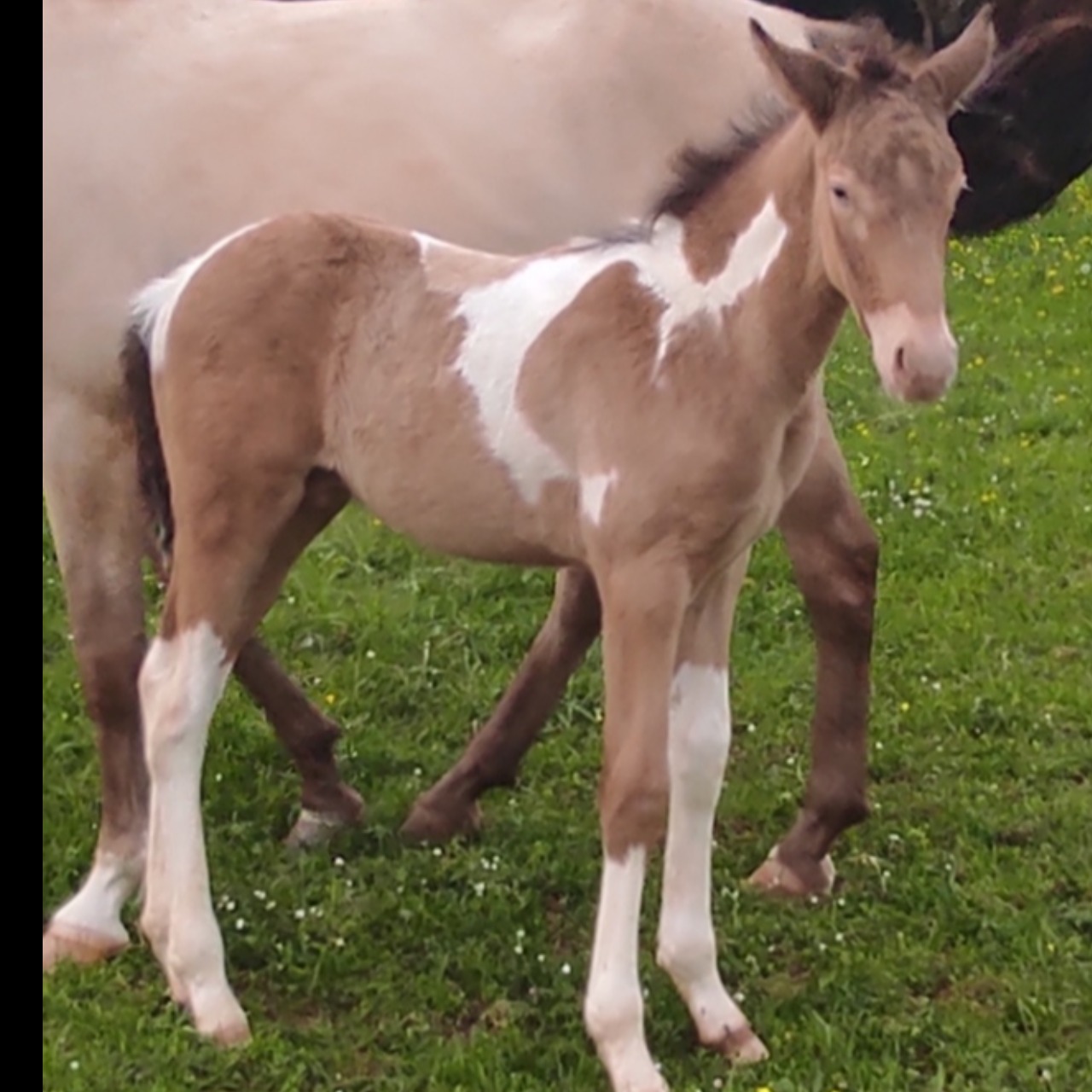Image de l'annonce Poulain champagne tobiano pp 