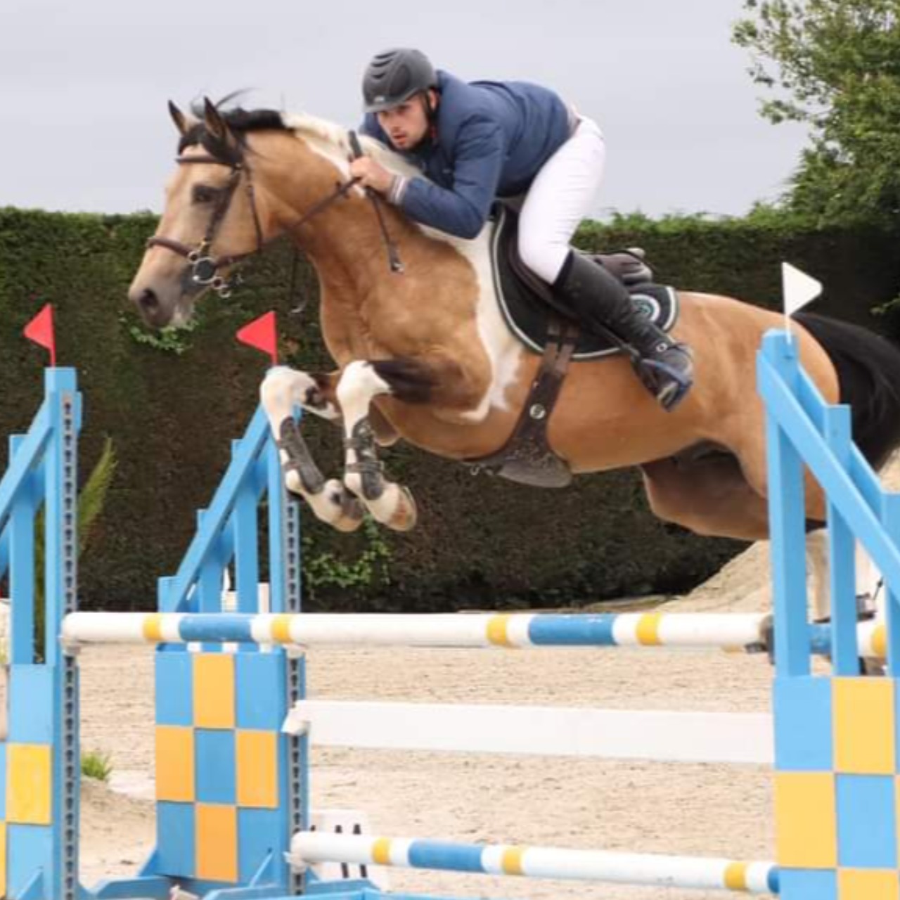 Image de l'annonce Poulain champagne tobiano pp 