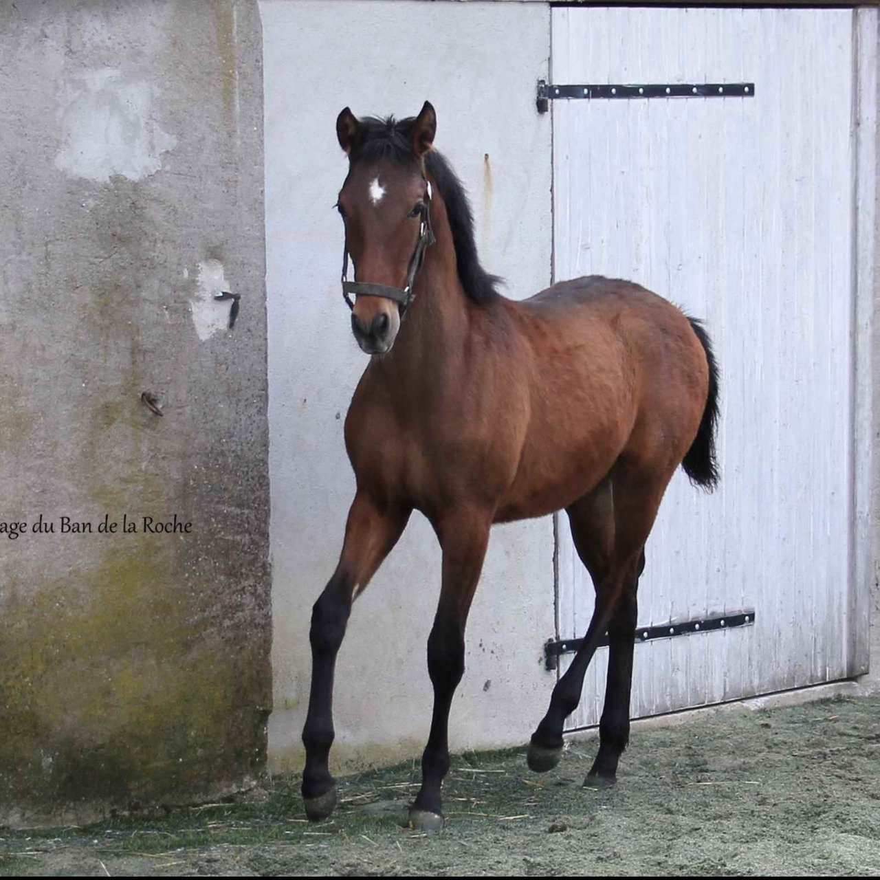 Image de l'annonce Poulain mâle PRE PP