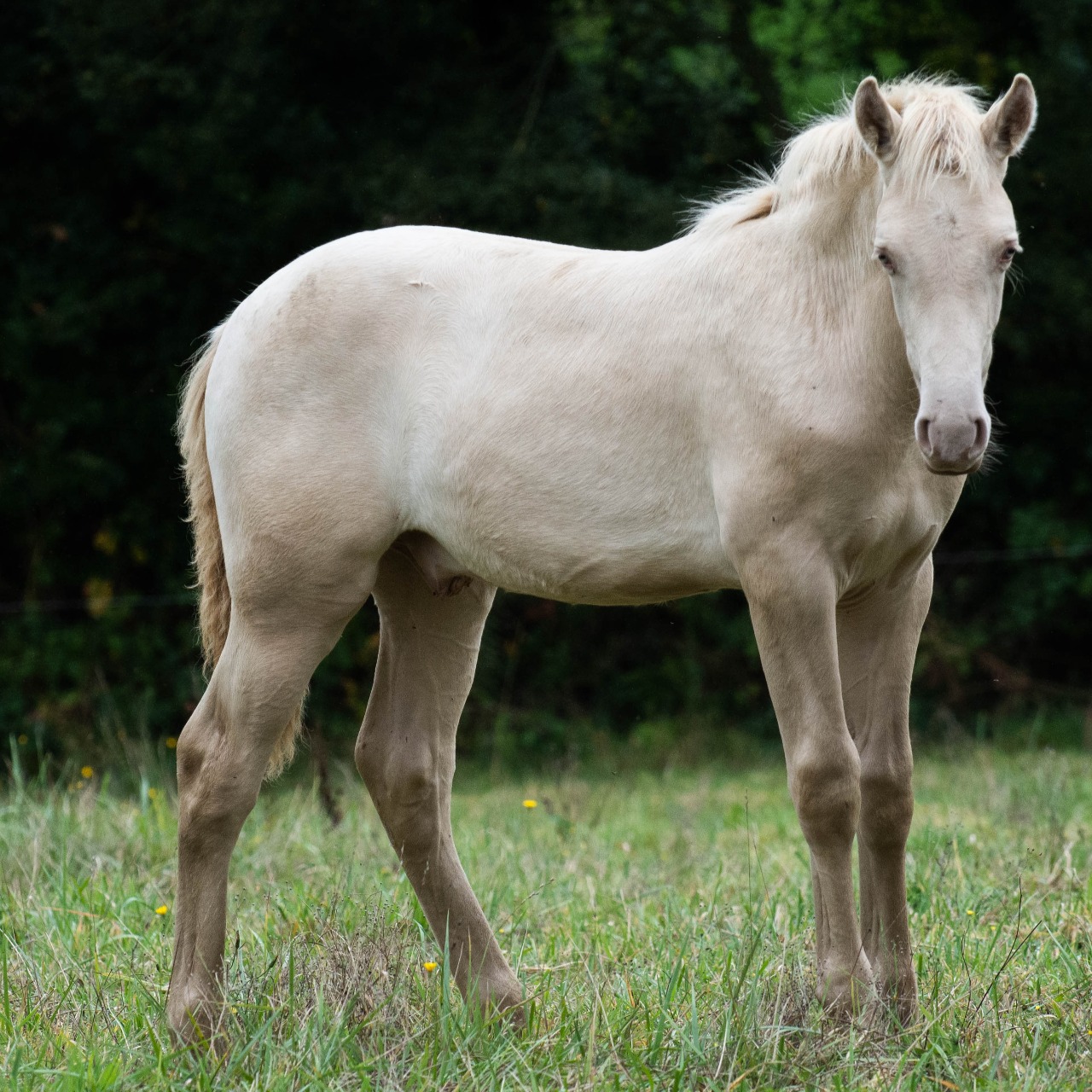Image de l'annonce Poulain PRE PP Creme Pearl