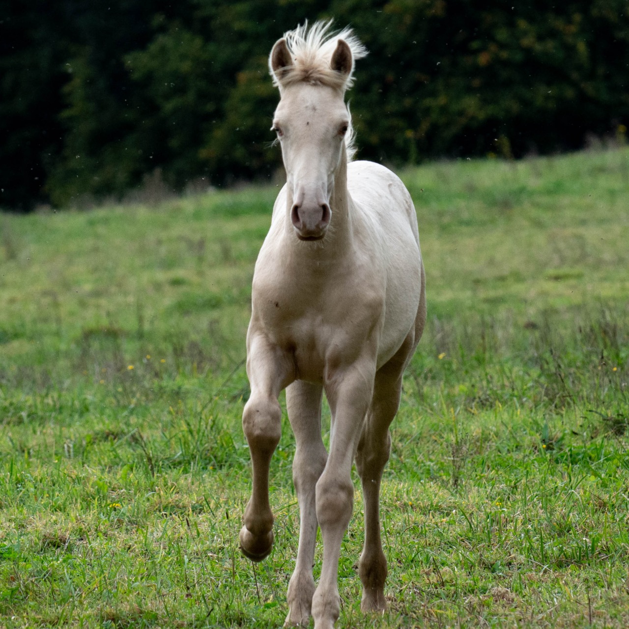 Image de l'annonce Poulain PRE PP Creme Pearl
