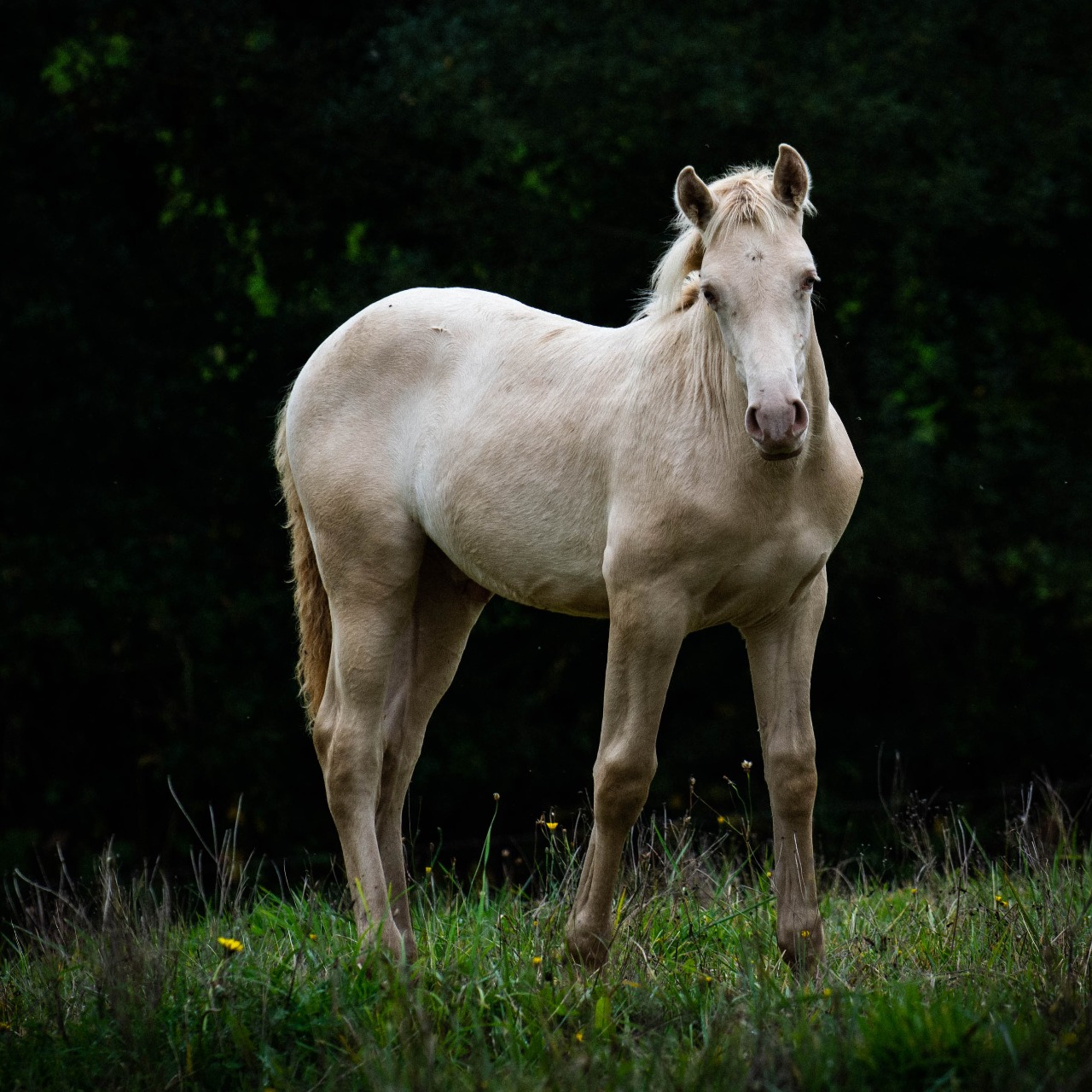 Image de l'annonce Poulain PRE PP Creme Pearl