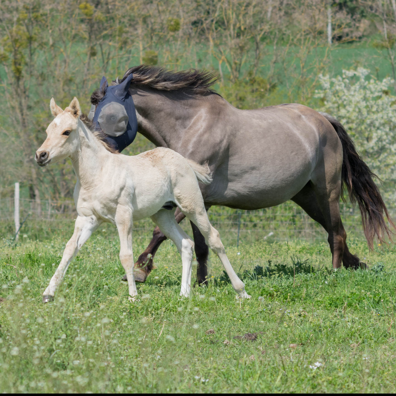 Image de l'annonce poulain DUN