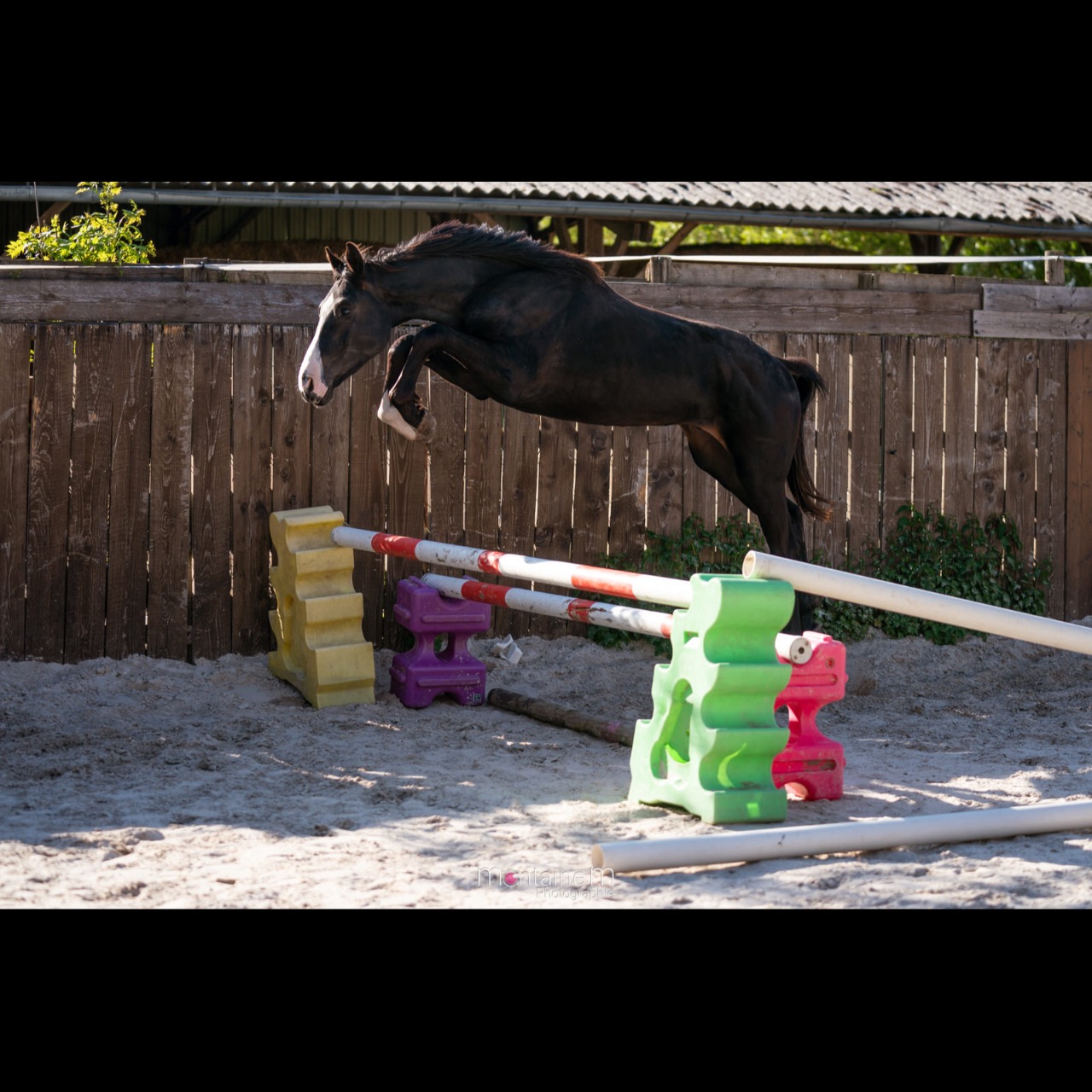 Image de l'annonce Entier 2ans Balou du Reventon x Nabab de Rêve x Carthago