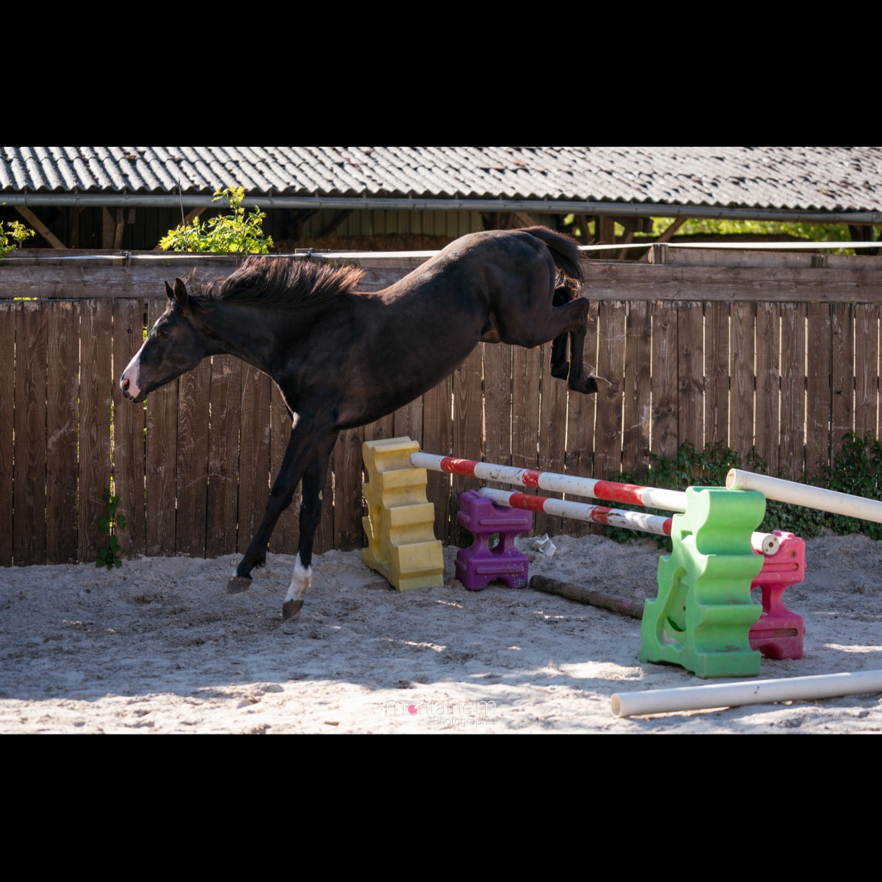 Image de l'annonce Entier 2ans Balou du Reventon x Nabab de Rêve x Carthago