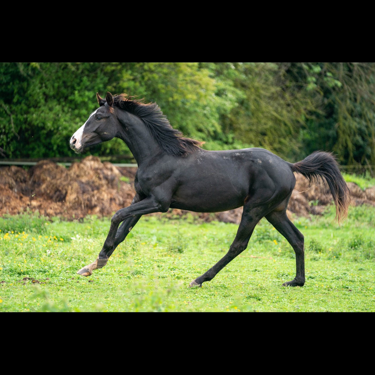 Image de l'annonce Entier 2ans Balou du Reventon x Nabab de Rêve x Carthago