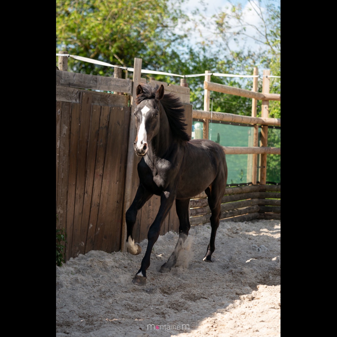 Image de l'annonce Entier 2ans Balou du Reventon x Nabab de Rêve x Carthago