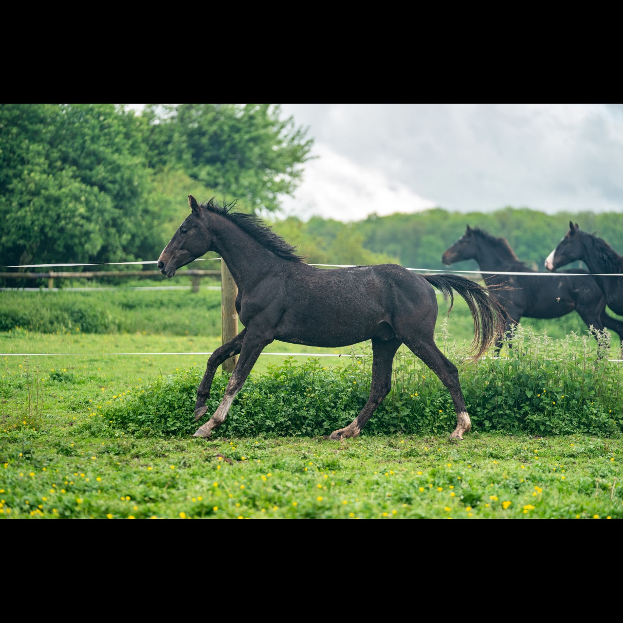 Image de l'annonce Entier 2 ans Cicero Z x Querlybet Hero x Baloubet du rouet