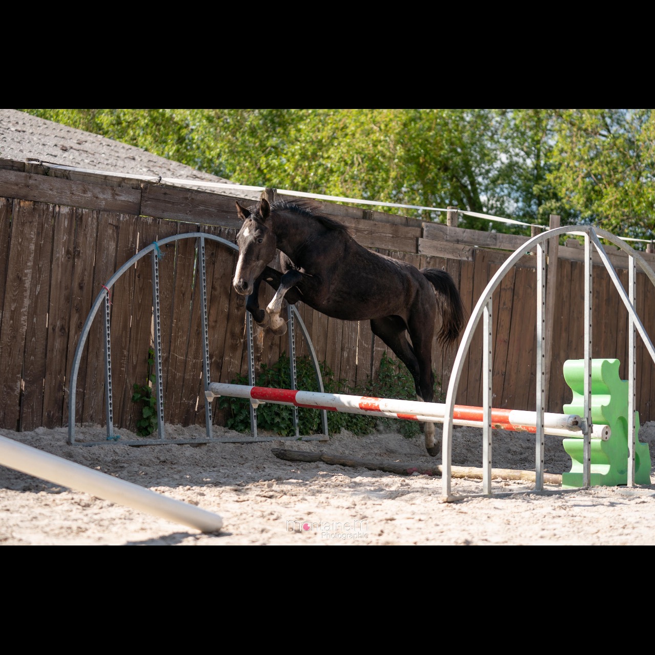 Image de l'annonce Entier 2 ans Cicero Z x Querlybet Hero x Baloubet du rouet