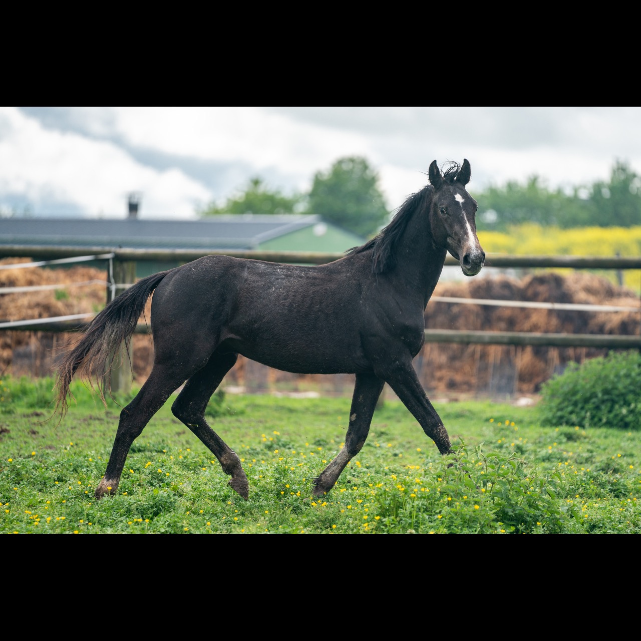 Image de l'annonce Entier 2 ans Cicero Z x Querlybet Hero x Baloubet du rouet