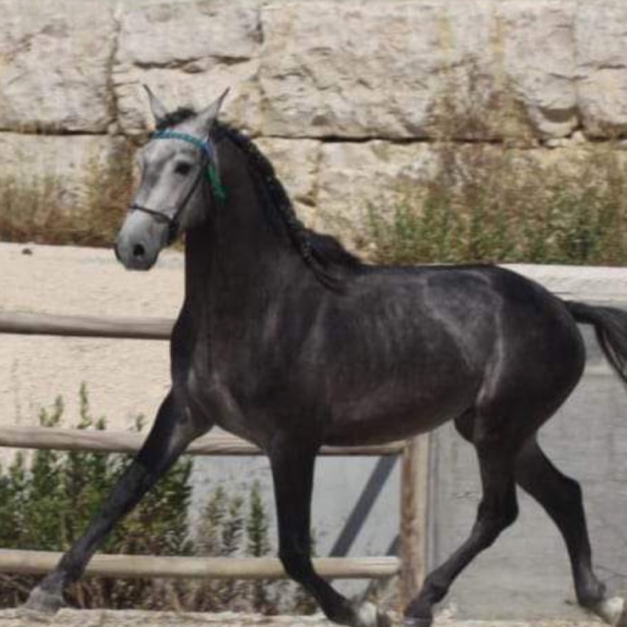 Image de l'annonce Lusitanien de 5 ans PP