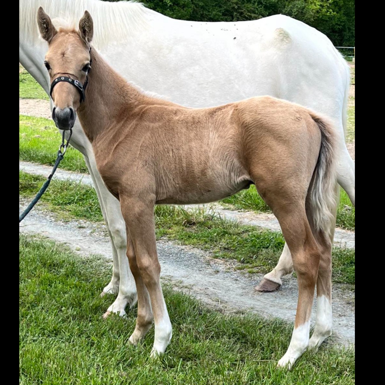 Image de l'annonce Poulain SF palomino