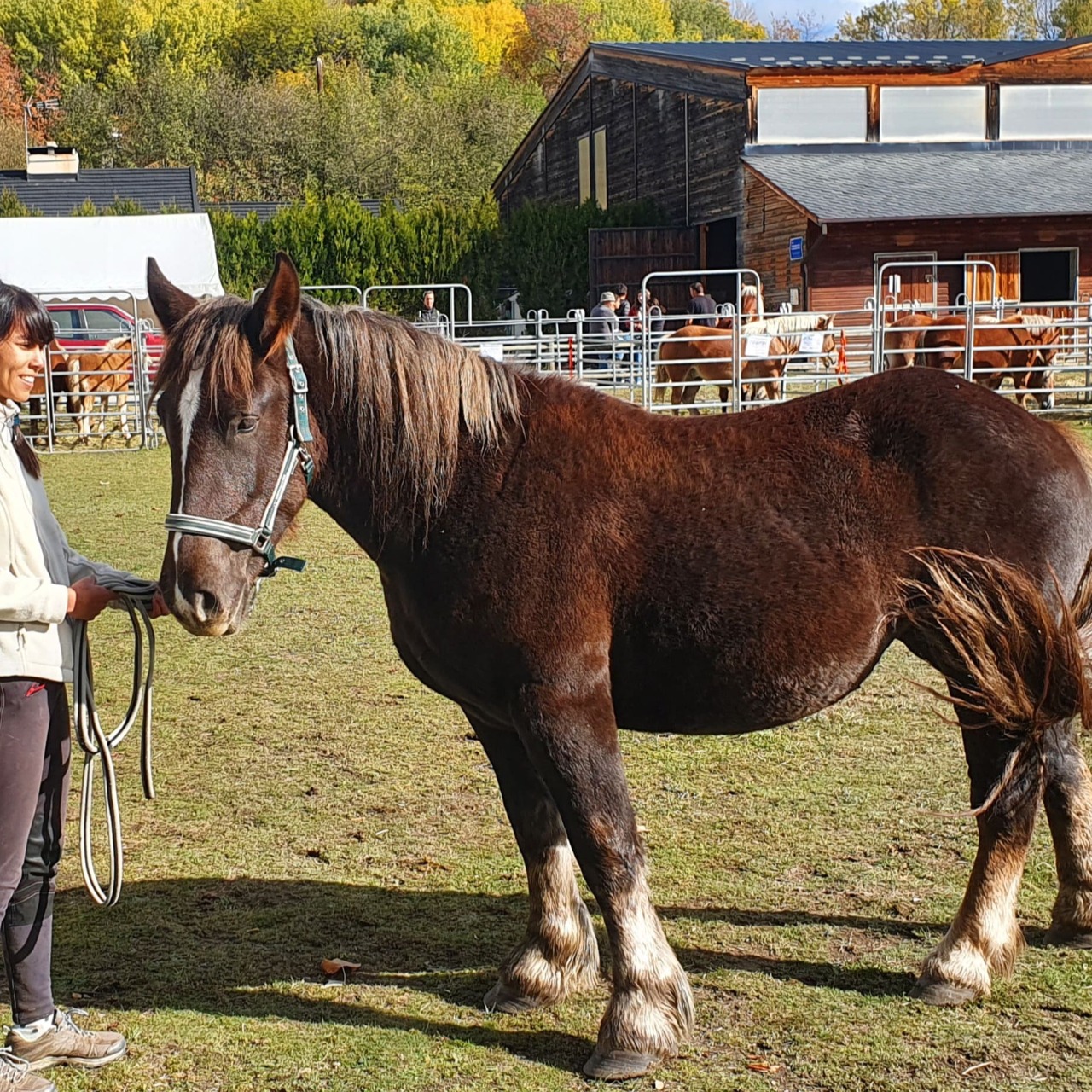 Image de l'annonce Pouliche bretonne de 3 ans