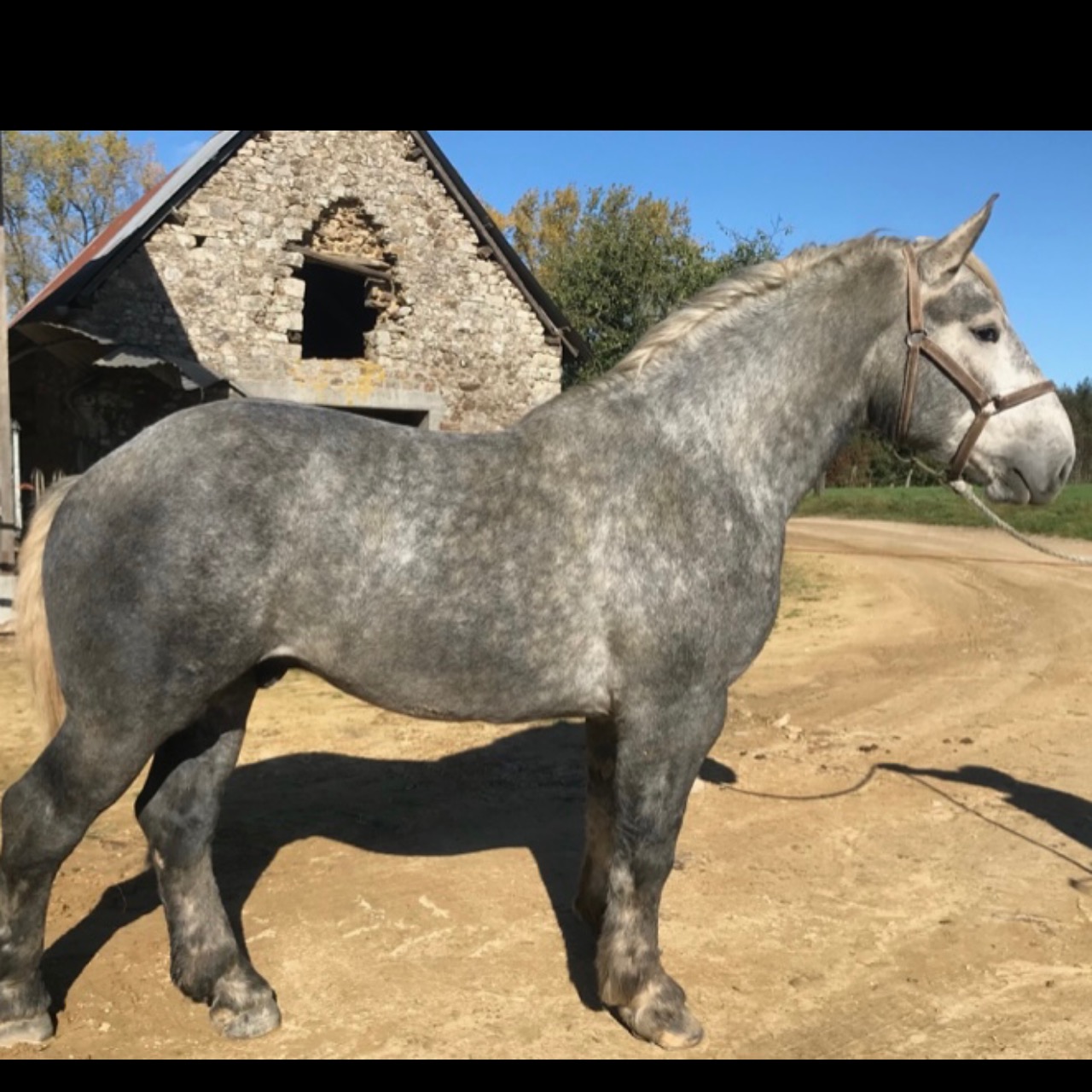 Image de l'annonce Super hongre 4 ans percheron