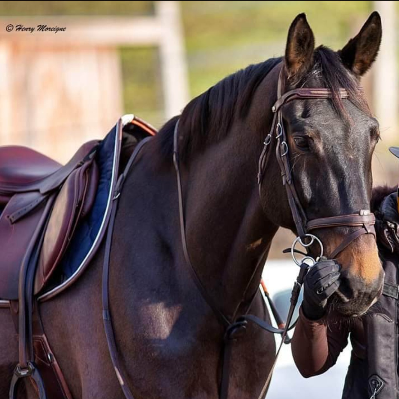 Image de l'annonce Super cheval pour sauter gros!