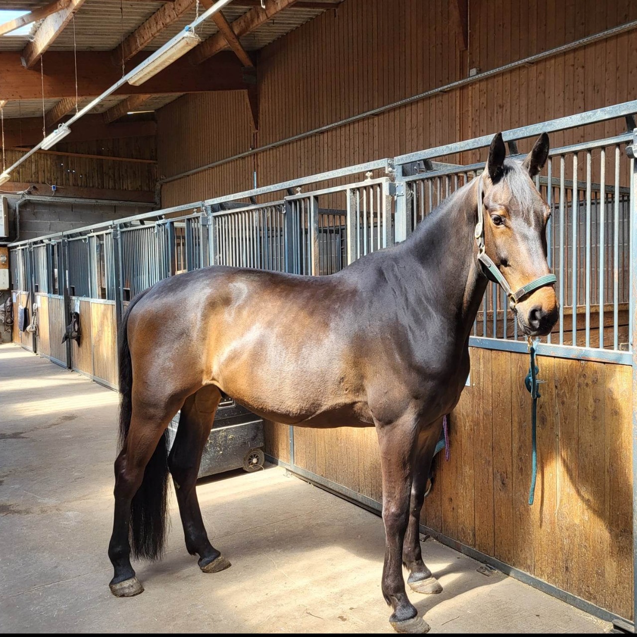 Image de l'annonce Super cheval pour sauter gros!