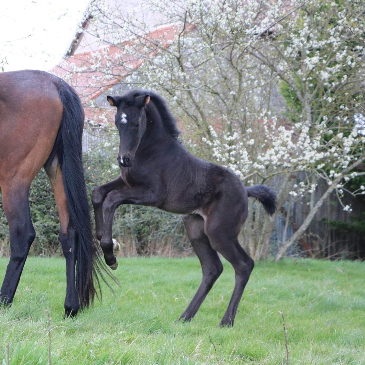 Image de l'annonce Magnifique Pouliche par Pégase Van't Ruytershof