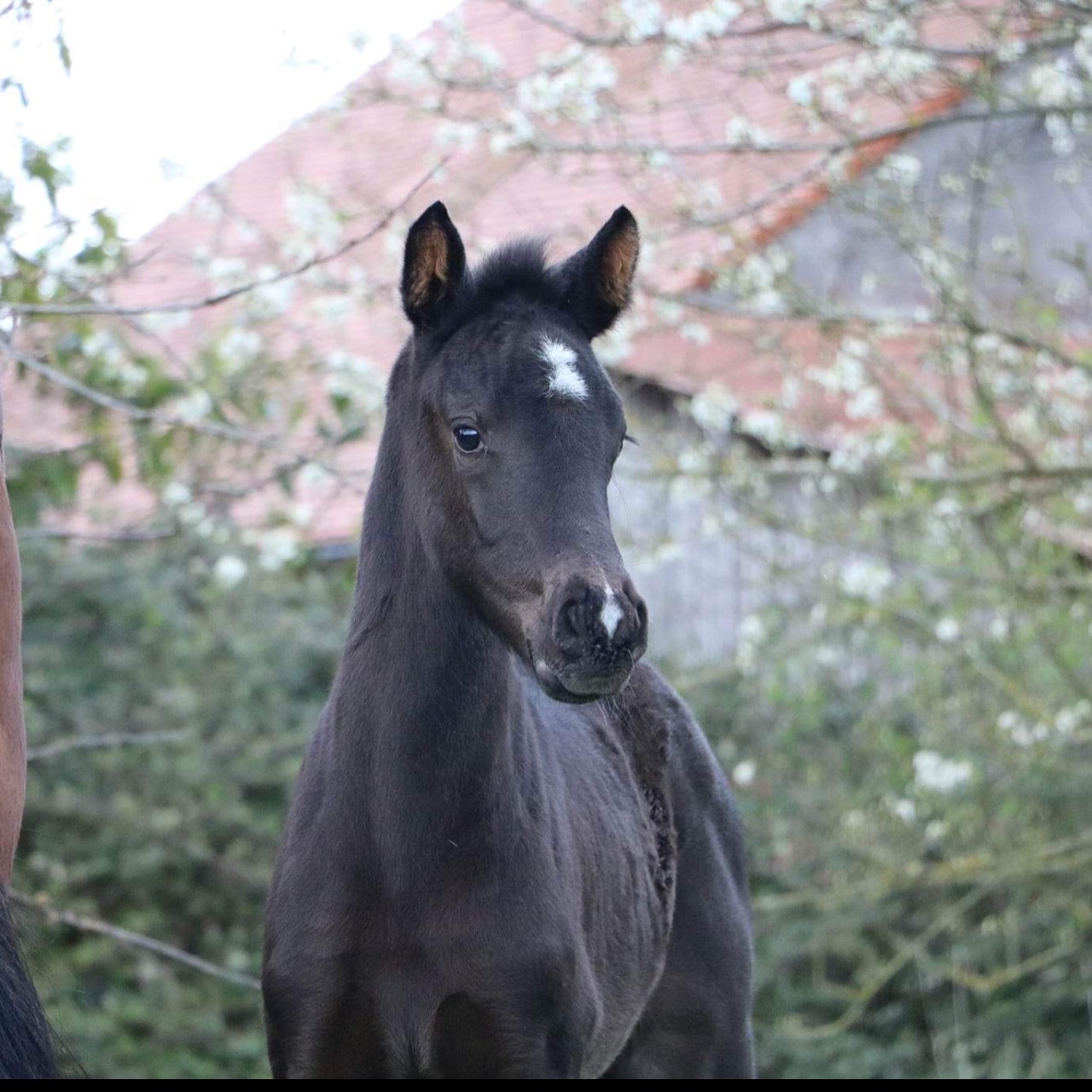 Image de l'annonce Magnifique Pouliche par Pégase Van't Ruytershof