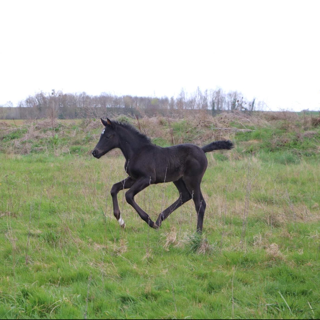 Image de l'annonce Magnifique Pouliche par Pégase Van't Ruytershof