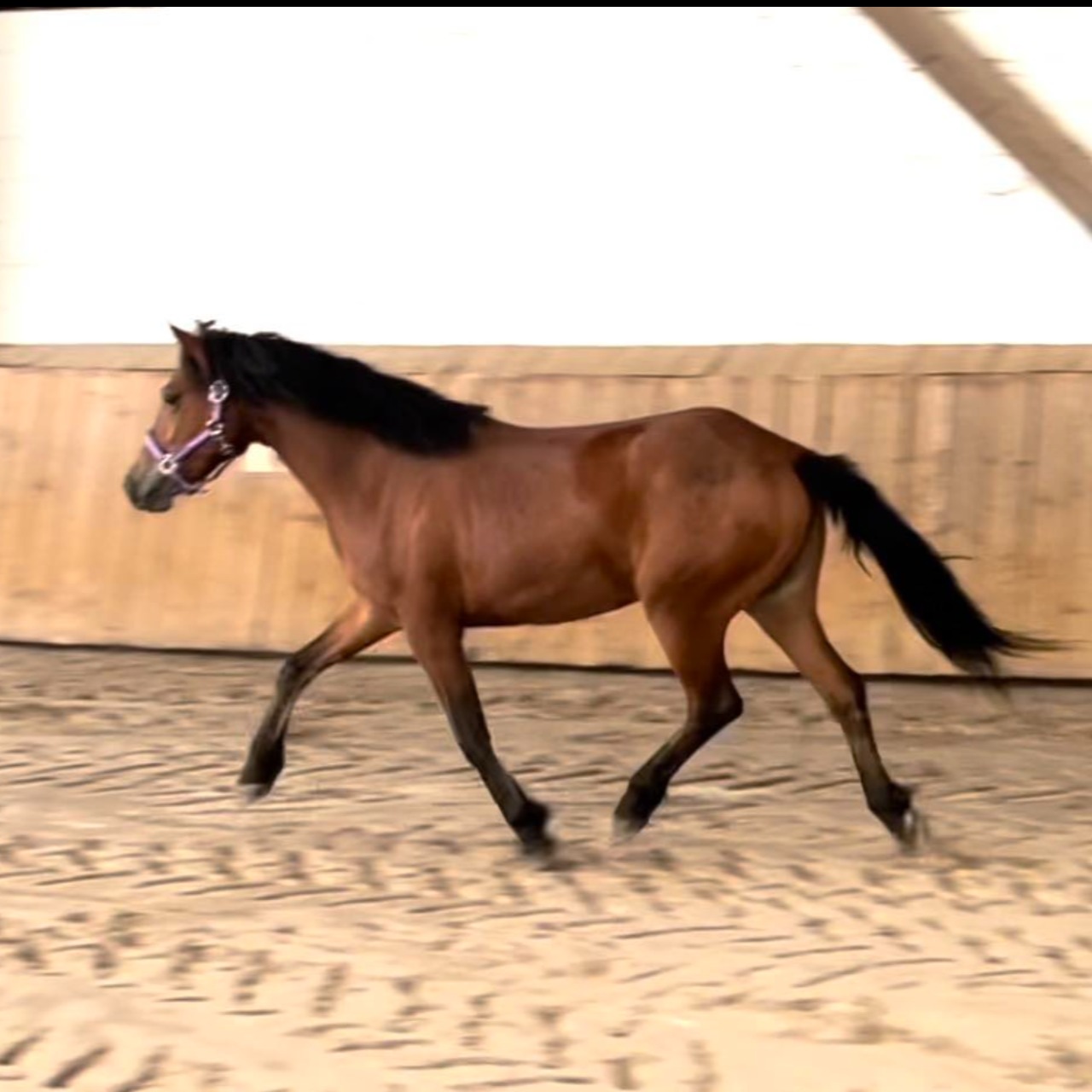 Image de l'annonce Très jolie et gentille ponette