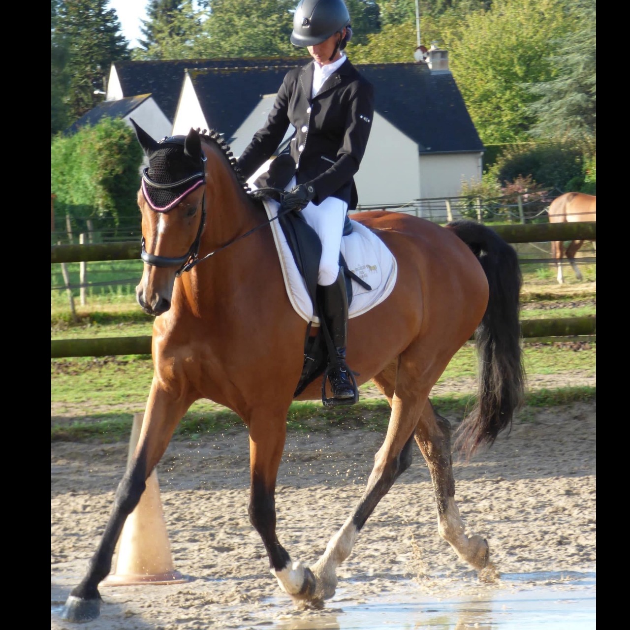 Image de l'annonce CHEVAL HONGRE DRESSAGE ET CCE