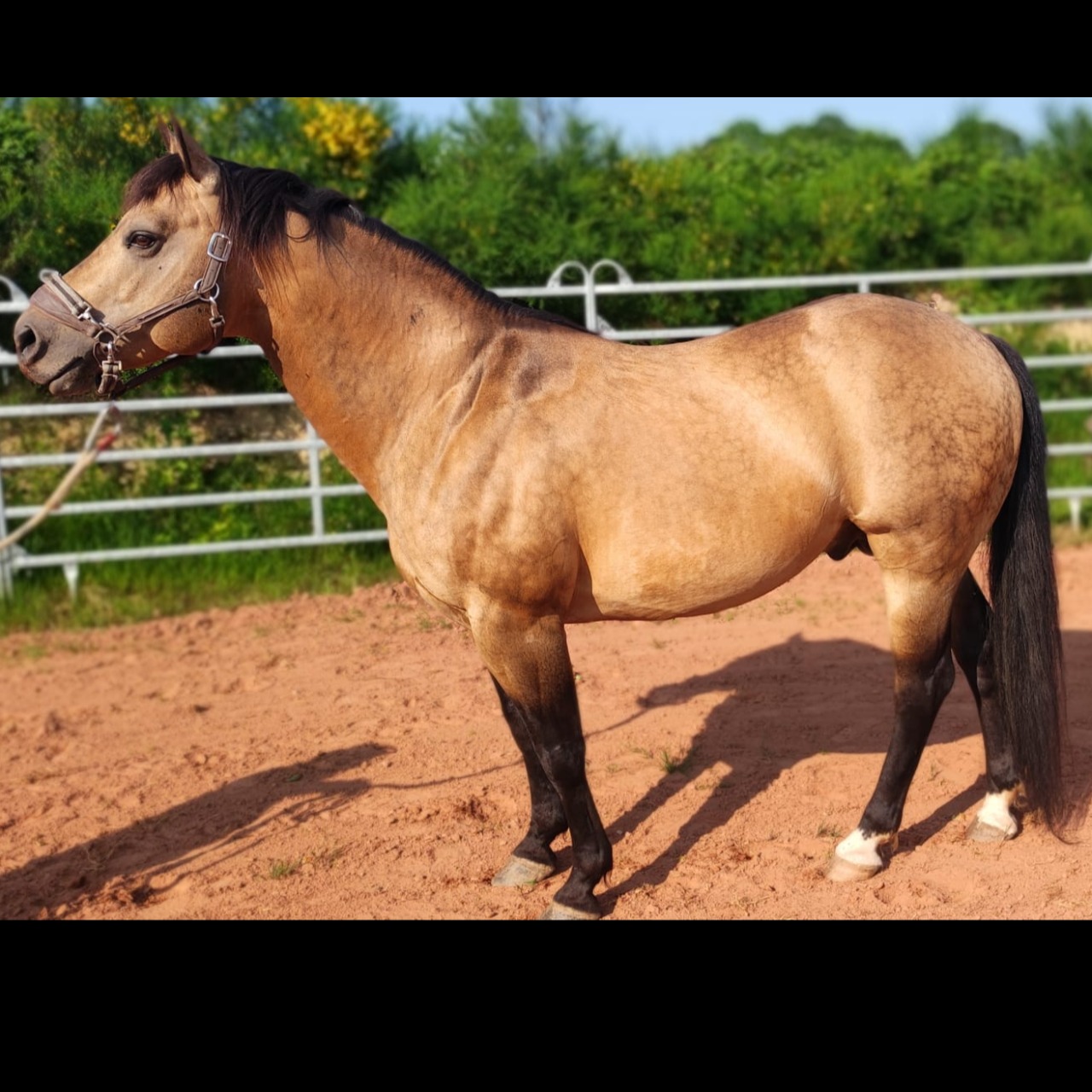 Image de l'annonce Etalon Quarter Horse buckskin Isabel 91% Fondation 10an