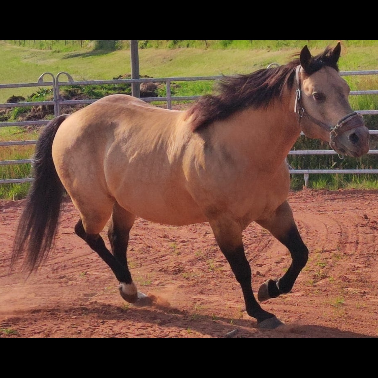 Image de l'annonce Etalon Quarter Horse buckskin Isabel 91% Fondation 10an