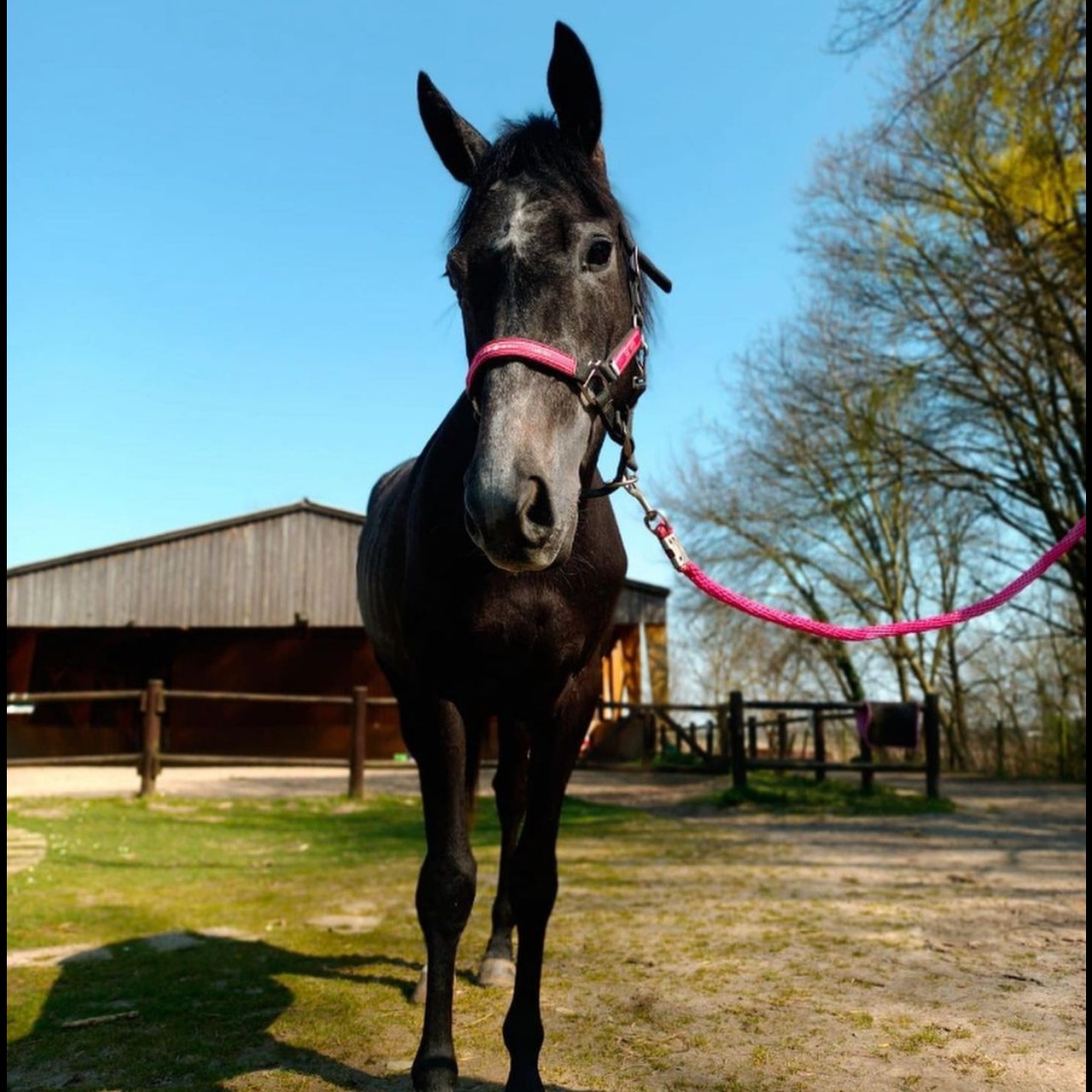 Image de l'annonce Pur sang 5 ans à vendre 