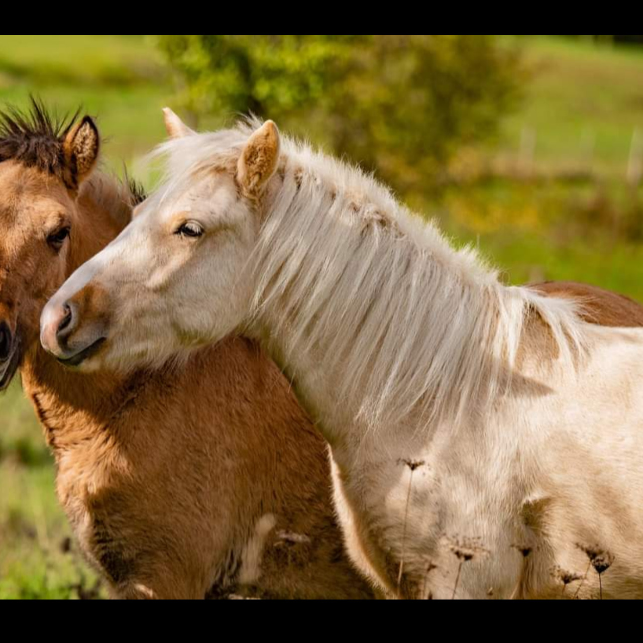 Image de l'annonce Belle pouliche islandaise palomino 2 ans