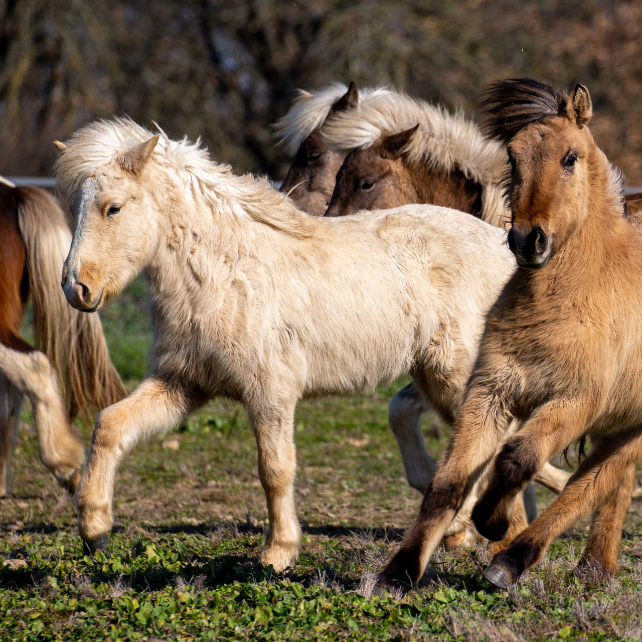Image de l'annonce Belle pouliche islandaise palomino 2 ans
