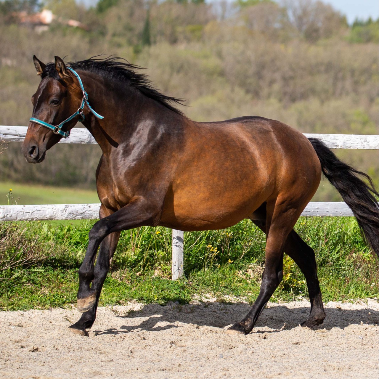 Image de l'annonce Superbe jument PRE 4 ans labellisée France Dressage