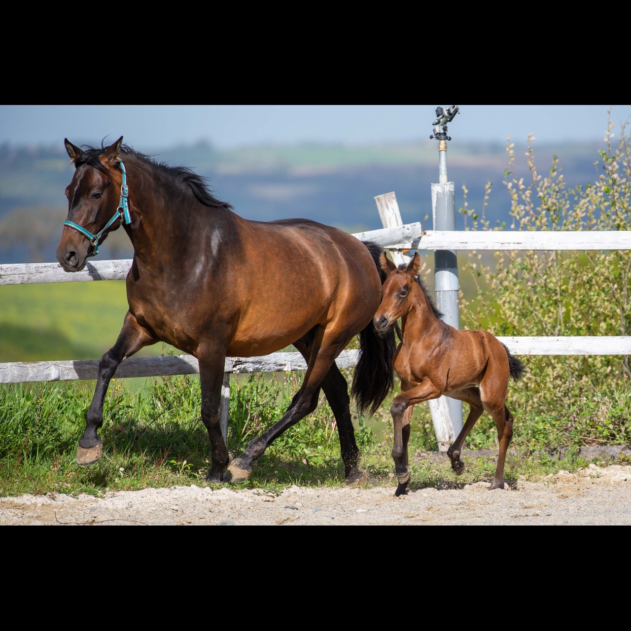 Image de l'annonce Superbe jument PRE 4 ans labellisée France Dressage