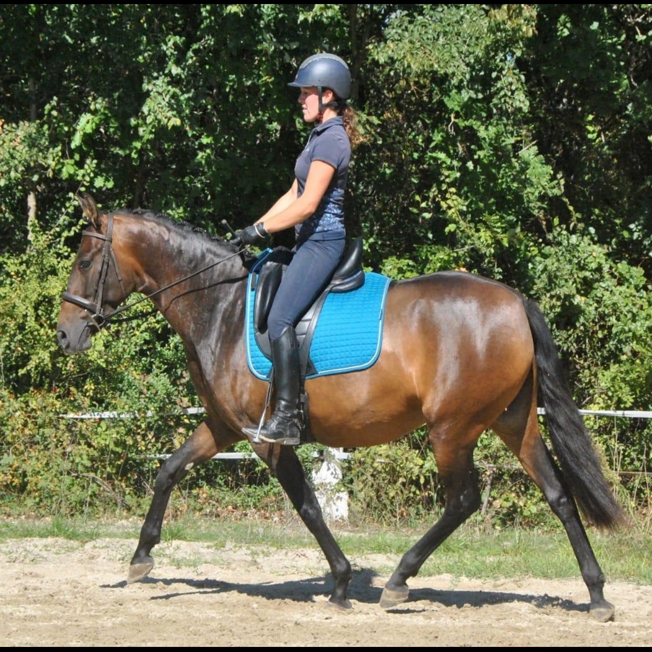 Image de l'annonce Superbe jument PRE 4 ans labellisée France Dressage