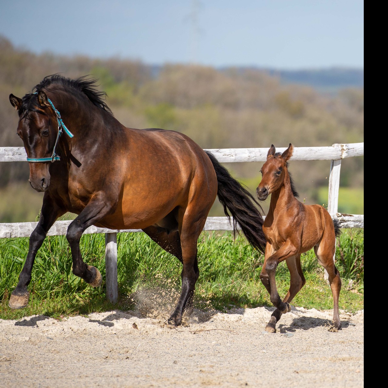 Image de l'annonce Superbe jument PRE 4 ans labellisée France Dressage